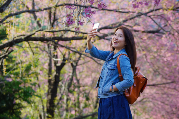 游客欣赏樱花图片下载