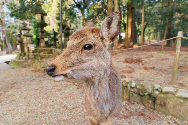 Kasuga Taisha deer[日本:Nara]图片下载