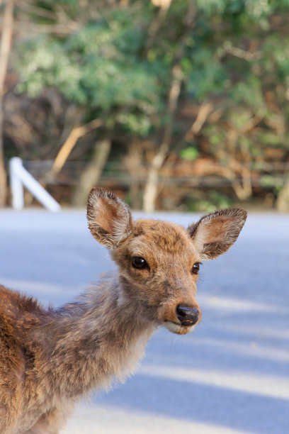 Kasuga Taisha deer[日本:Nara]图片下载