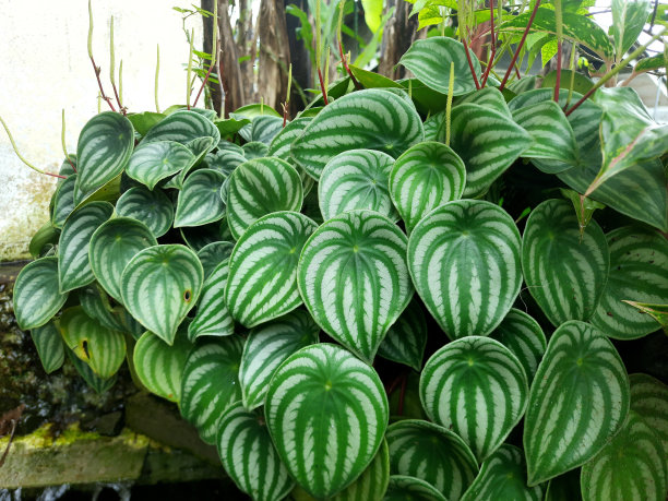 西瓜(Peperomia argyreia)图片下载
