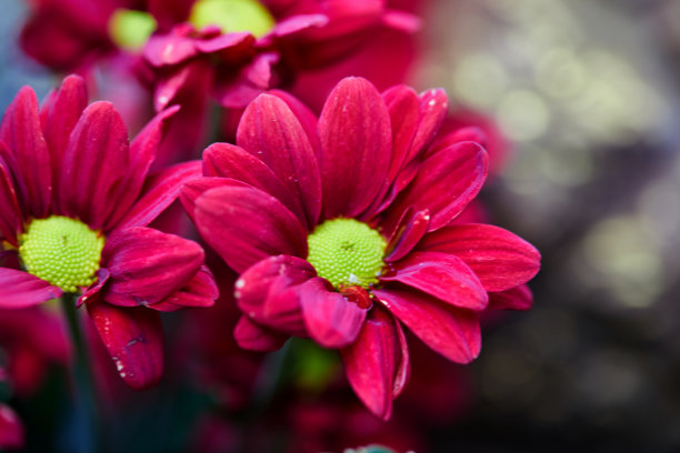 红菊花在花园里盛开图片下载