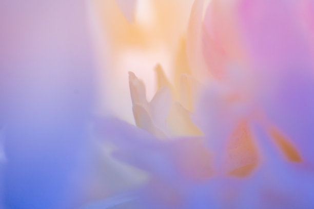 彩色牡丹花瓣的微距照片。图片下载