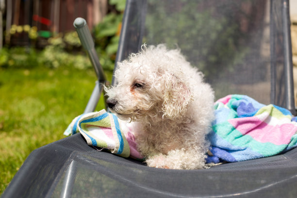 比熊软糖裹在毛巾里图片下载