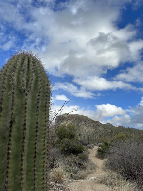 仙人掌前景图片下载