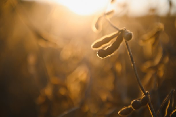成熟的大豆特写，准备收割，浅聚焦，农业背景图片下载