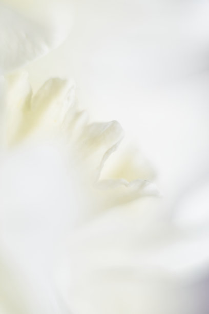 水仙花的抽象微距照片。黄色的水仙花瓣特写图片下载