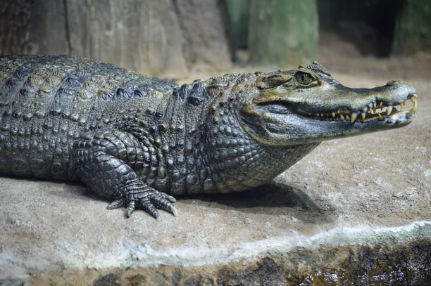 爬行动物鳄鱼图片下载