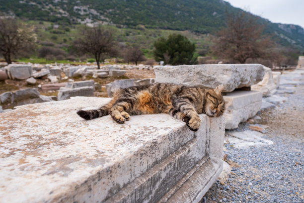 以弗所遗址中睡在历史纪念碑上的彩色猫图片下载