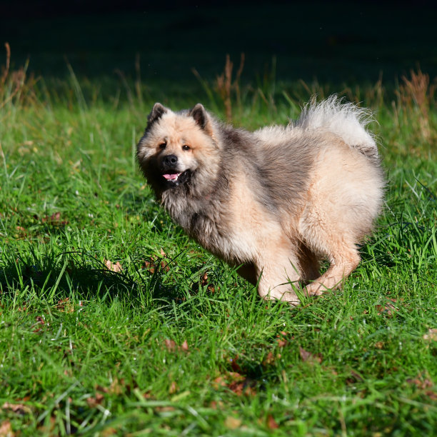 欧洲野狗。图片下载