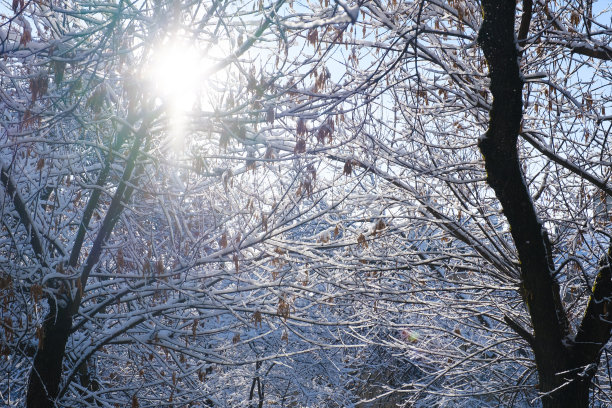 白雪覆盖的冬季风景树木图片下载