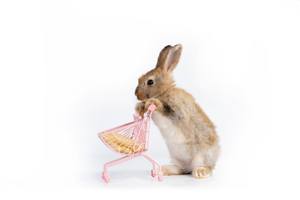 美丽的棕色复活节兔子吃玉米宝宝孤立在白色背景。图片下载