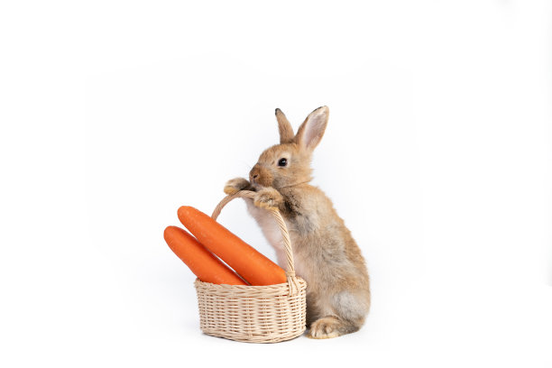 美丽的棕色复活节兔子吃胡萝卜孤立在白色背景。健康的生活方式。图片下载