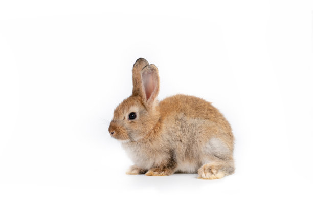 肖像兔兔坐在孤立的白色背景。图片下载