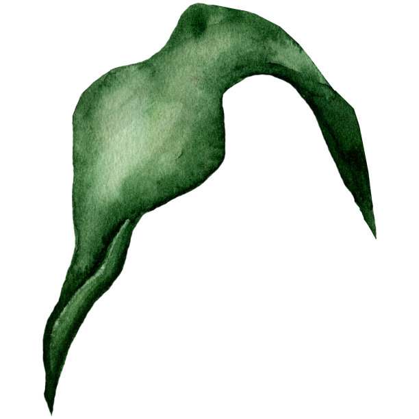 水彩的叶子。手绘元素孤立在白色背景上。图片下载