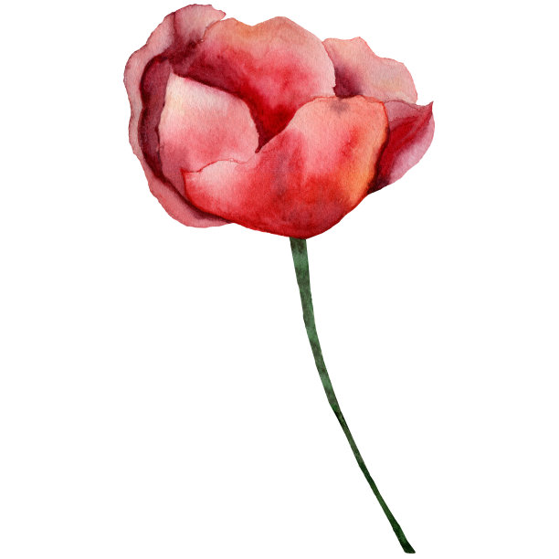 单一的郁金香。水彩插图。手绘图片下载