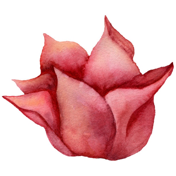 水彩红郁金香。现实铅笔画的花朵背景。植物艺术插图。复古设计速写本，旅行书，贺卡，明信片，邀请，织物。图片下载