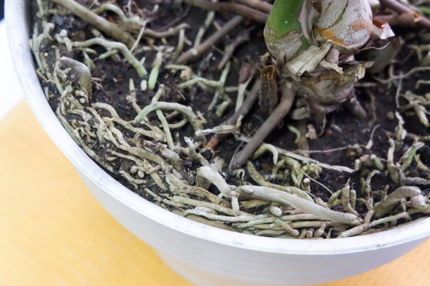 盆栽植物的根图片下载
