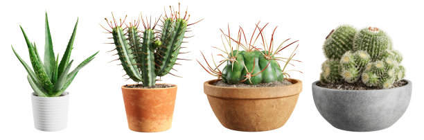 一套仙人掌植物在盆孤立的白色背景。3 d渲染。图片下载