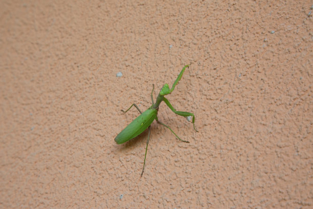 绿色的螳螂图片下载