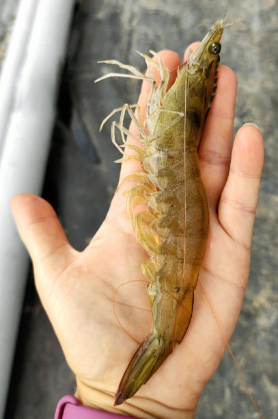 大的虾图片下载