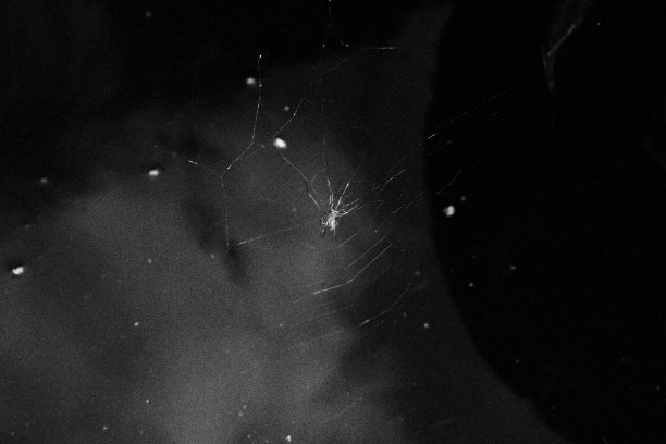 在网上的花园蜘蛛图片下载