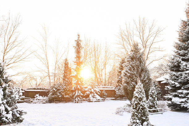 后院花园里的树被雪覆盖着图片下载
