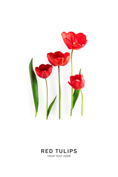 红色郁金香花卉创意布局图片下载