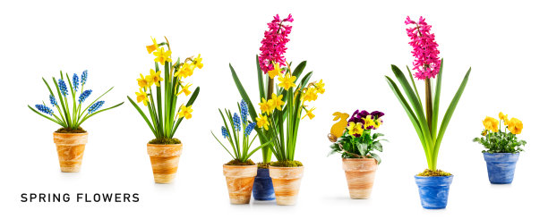 春天的花朵在花盆里孤立在白色上图片下载