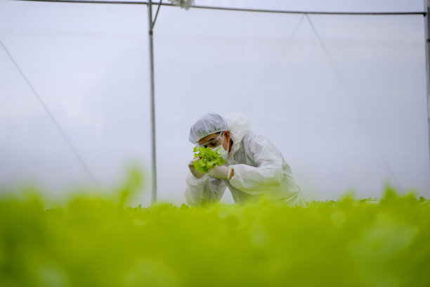 科学家在水声蔬菜农场工作。图片下载
