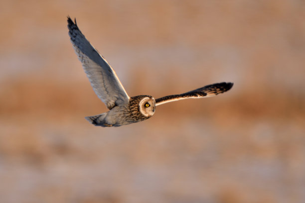 雪后，一只短耳猫头鹰飞过草地图片下载