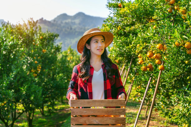 快乐的妇女农民提着木篮子成熟的有机橘子。图片下载