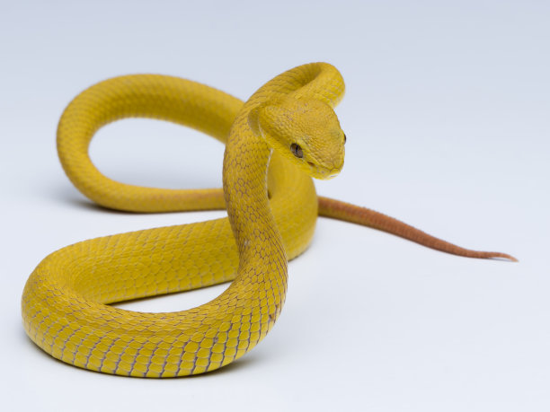 黄色的图片下载