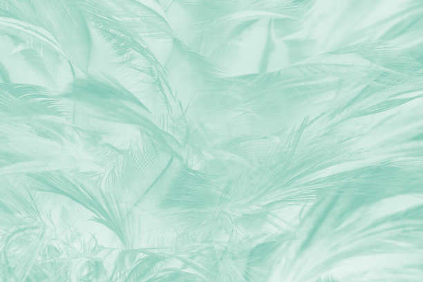 美丽的淡绿色趋势羽毛纹理图案粉彩背景图片下载