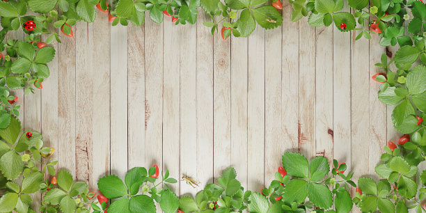 背景木地板叶框架复古风格的木板覆盖绿叶木板与新鲜的树枝叶子边界3D插图草莓树图片下载