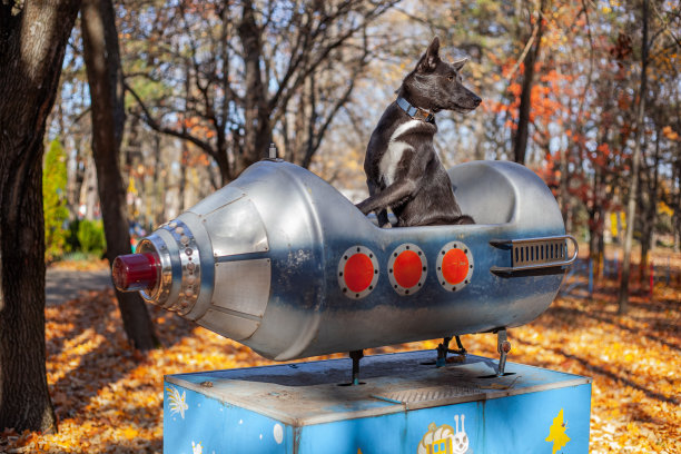 游乐园里一只灰色的狗坐在玩具飞船里图片下载