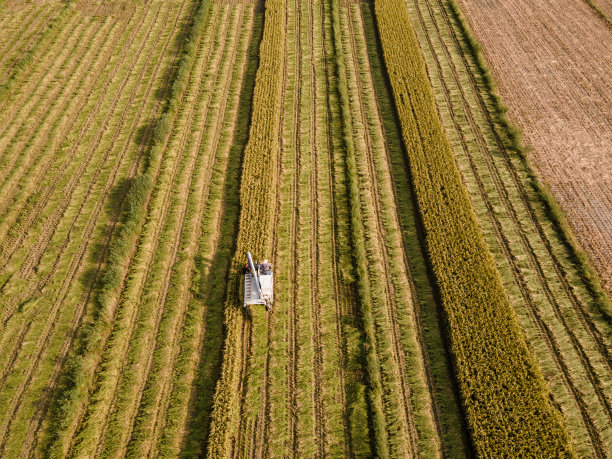 现代农业自动收割机在稻田中收获成熟的水稻图片下载