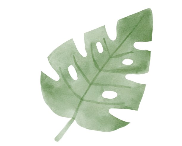 热带树叶怪物水彩。丛林水彩树叶。手绘插图孤立的白色背景。图片下载