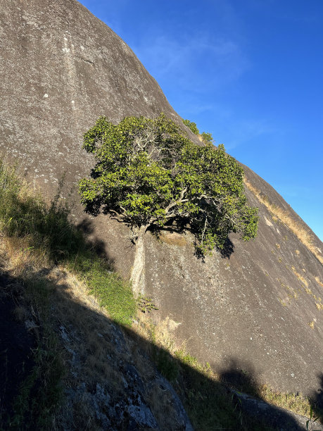 岩石山顶上孤独的树图片下载
