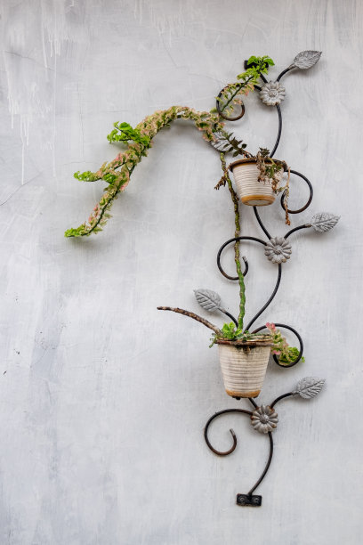 植物作为墙上的装饰图片下载