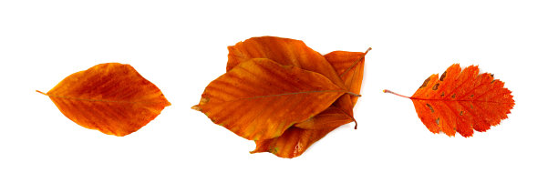 秋叶集孤立，彩色的秋天树叶，红色的橙色树叶，白色背景上的秋叶图片下载