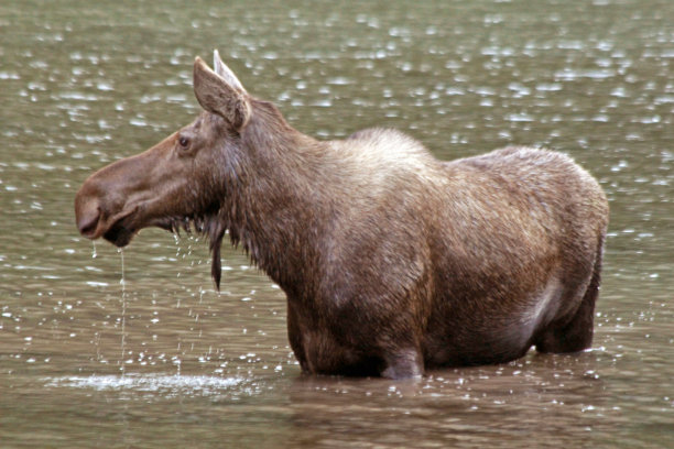 散漫的麋鹿图片下载