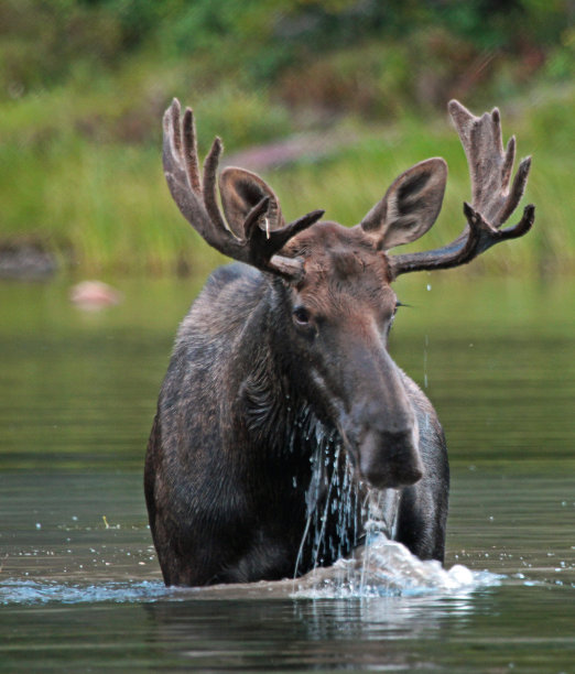 散漫的麋鹿图片下载
