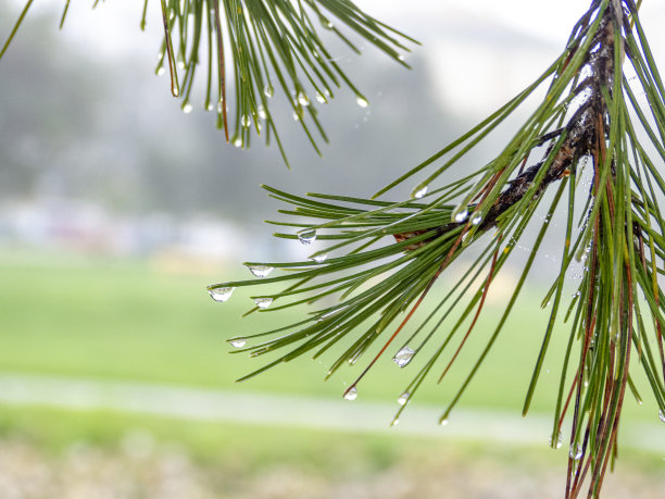 露珠水滴在松叶尖上，模糊了城市环境背景。图片下载