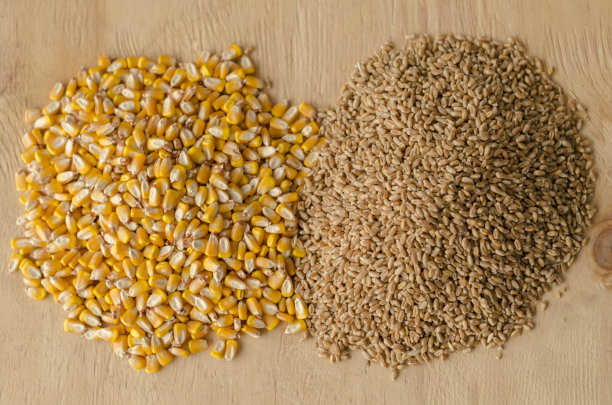 桌子上有两堆生谷物，小麦和玉米图片下载