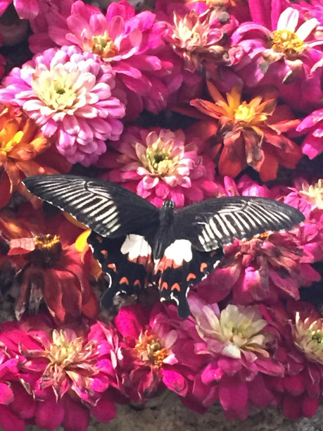 乐观的图片下载