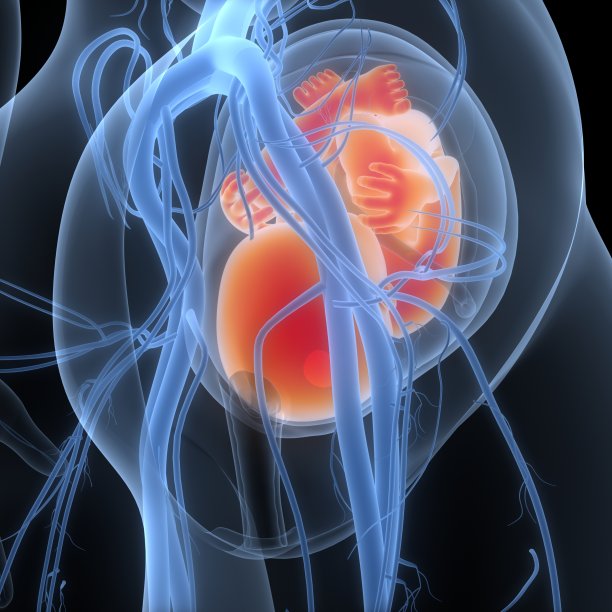 子宫解剖中的人类胎儿图片下载