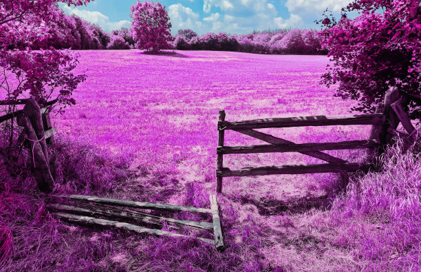 丰富多彩的幻想景观在亚洲紫色红外照片风格。图片下载