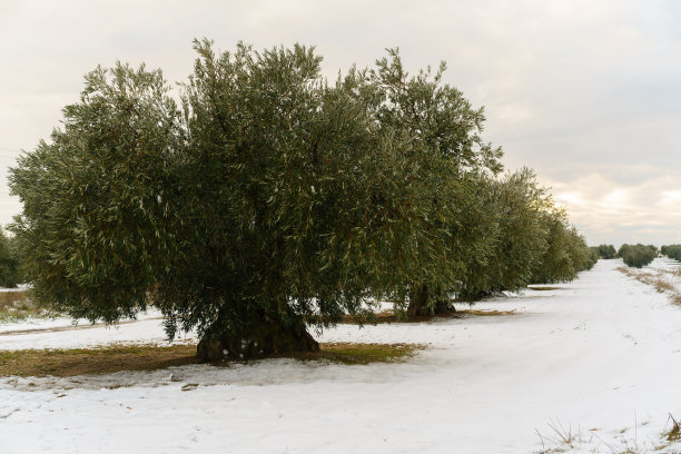 西班牙托莱多的一个冬日下午，雪覆盖的橄榄林图片下载