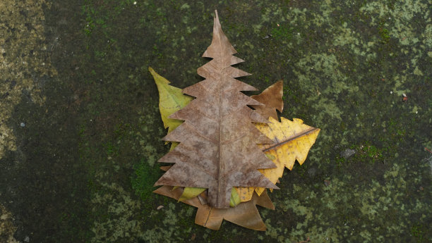 圣诞树形状的干树叶图片下载