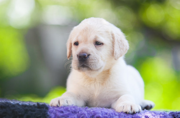 公园里的拉布拉多猎犬图片下载